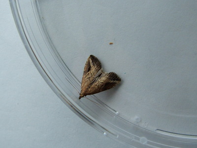 Pinion-streaked Snout